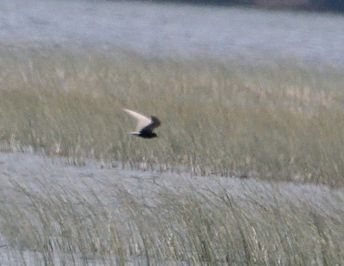 Trauerseeschwalbe - ML637429247