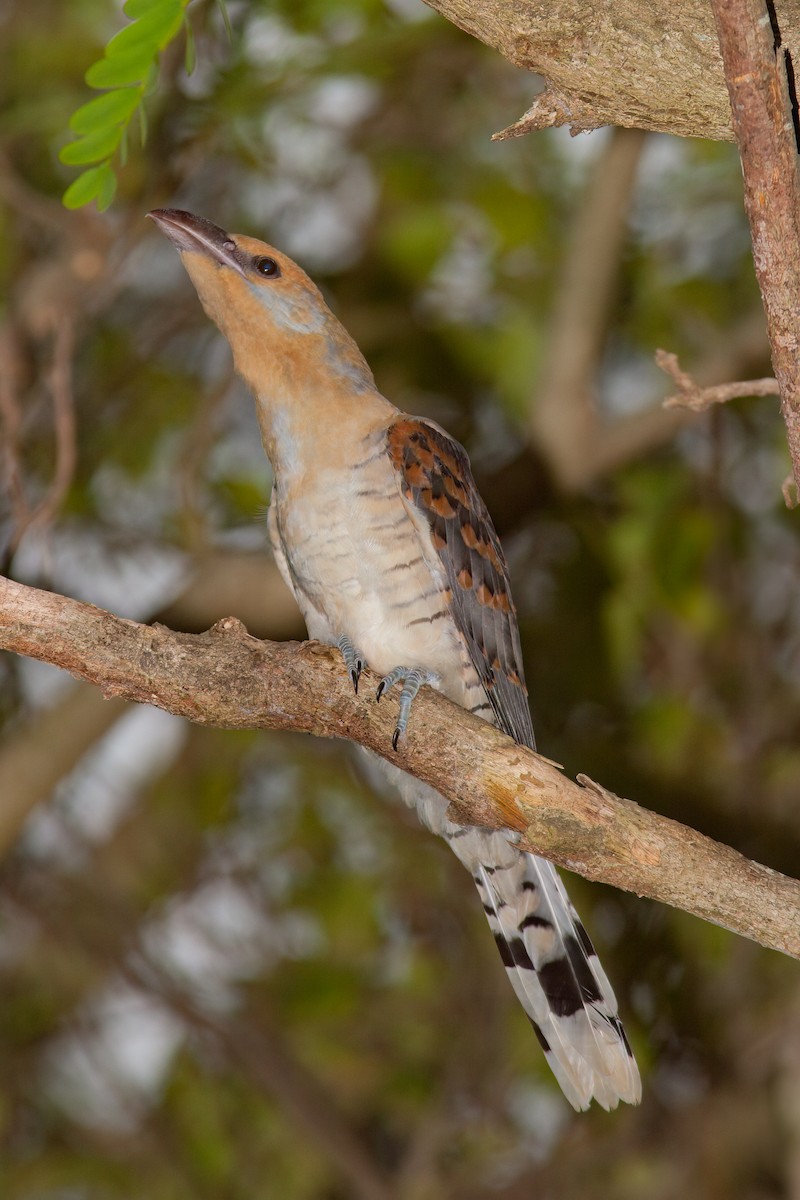 Channel-billed Cuckoo - ML637429325