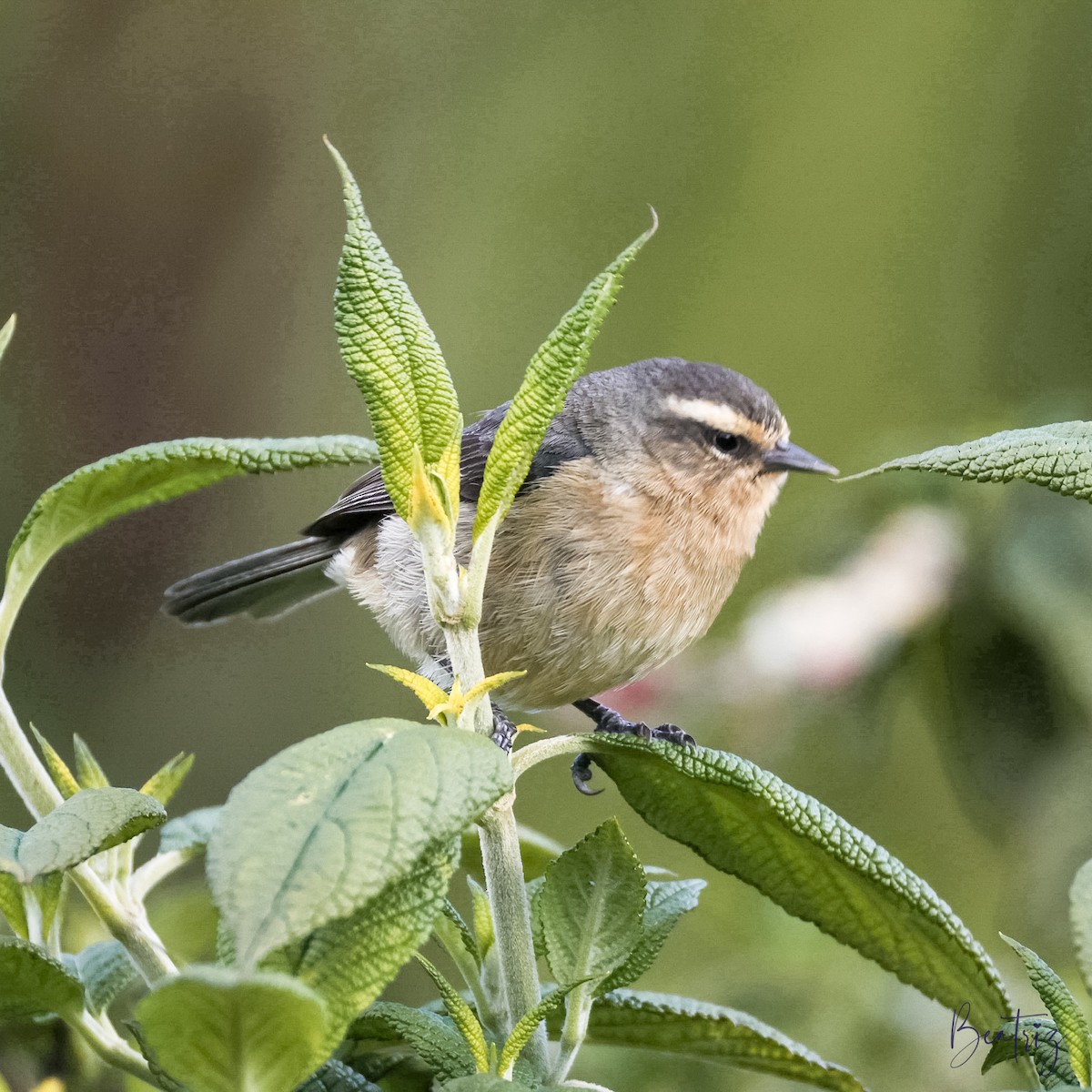 Cinereous Conebill - ML637429329