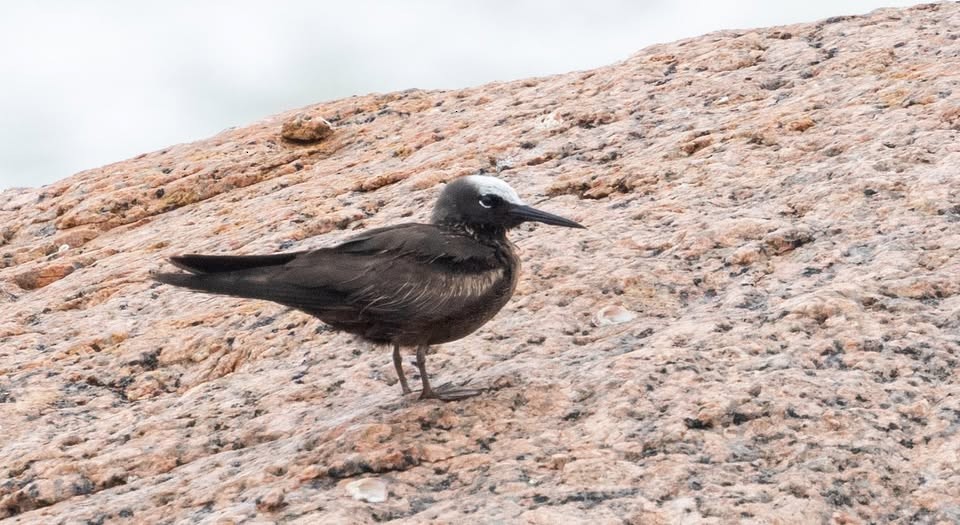 Black Noddy - ML637429330