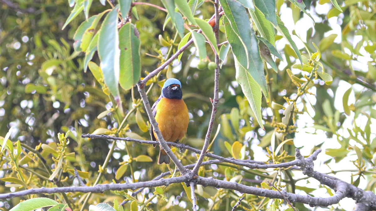 Elegant Euphonia - ML637429344