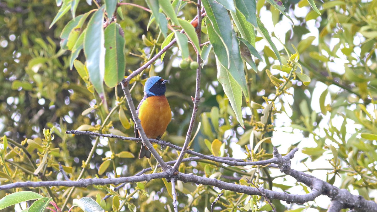 Elegant Euphonia - ML637429345