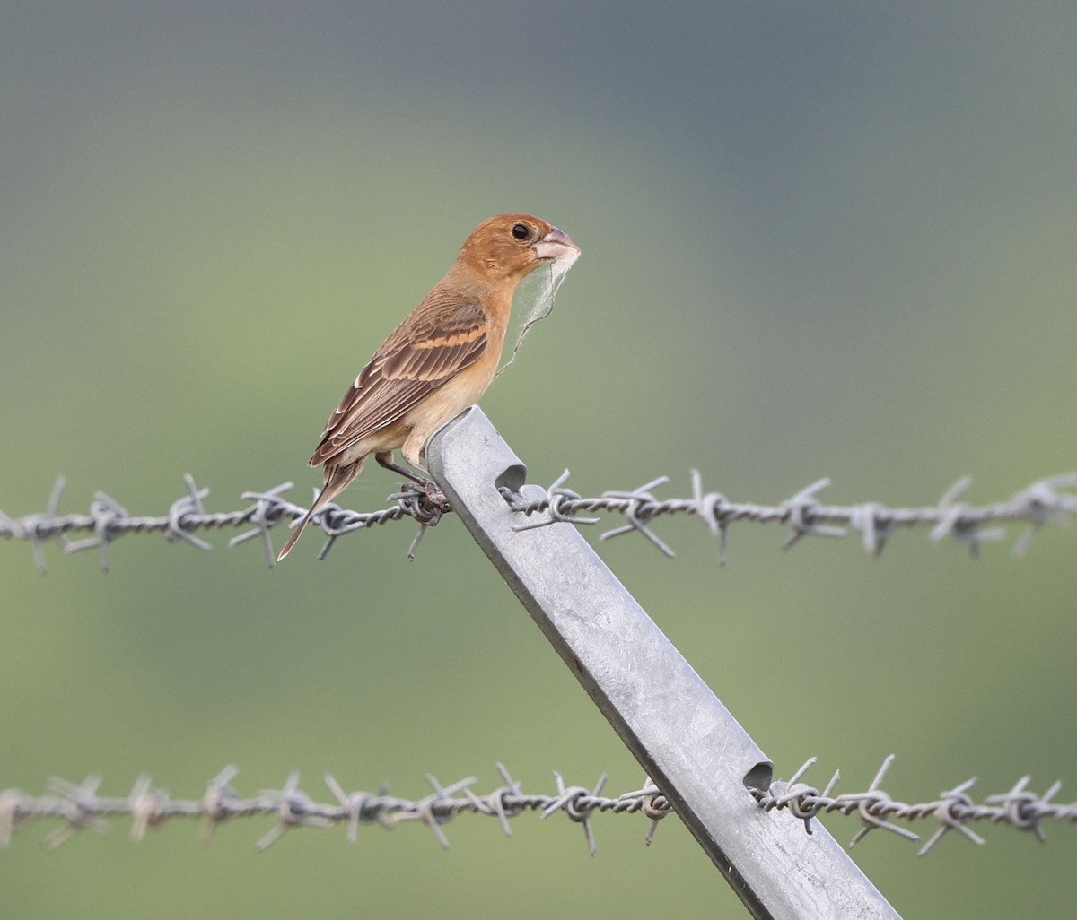Blue Grosbeak - ML637429359