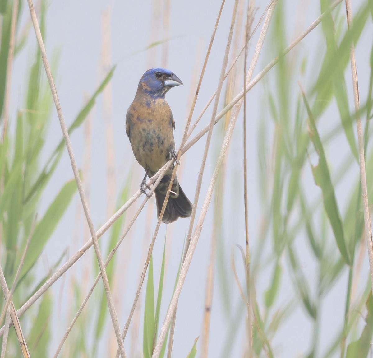 Blue Grosbeak - ML637429382