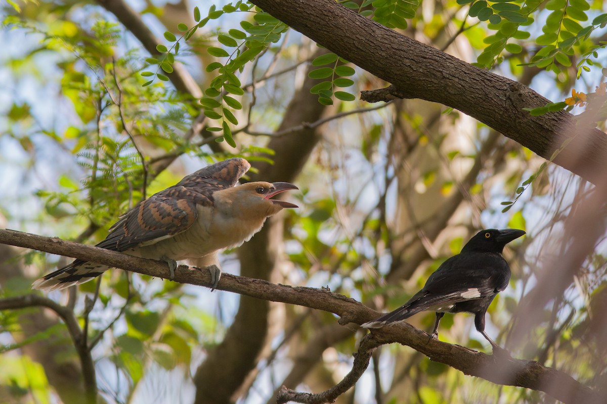 Channel-billed Cuckoo - ML637429434