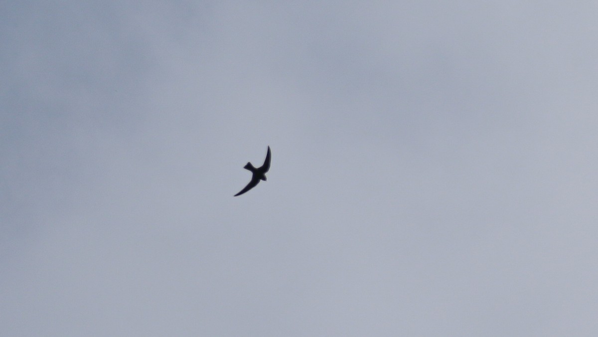Black Swift - ML637429461