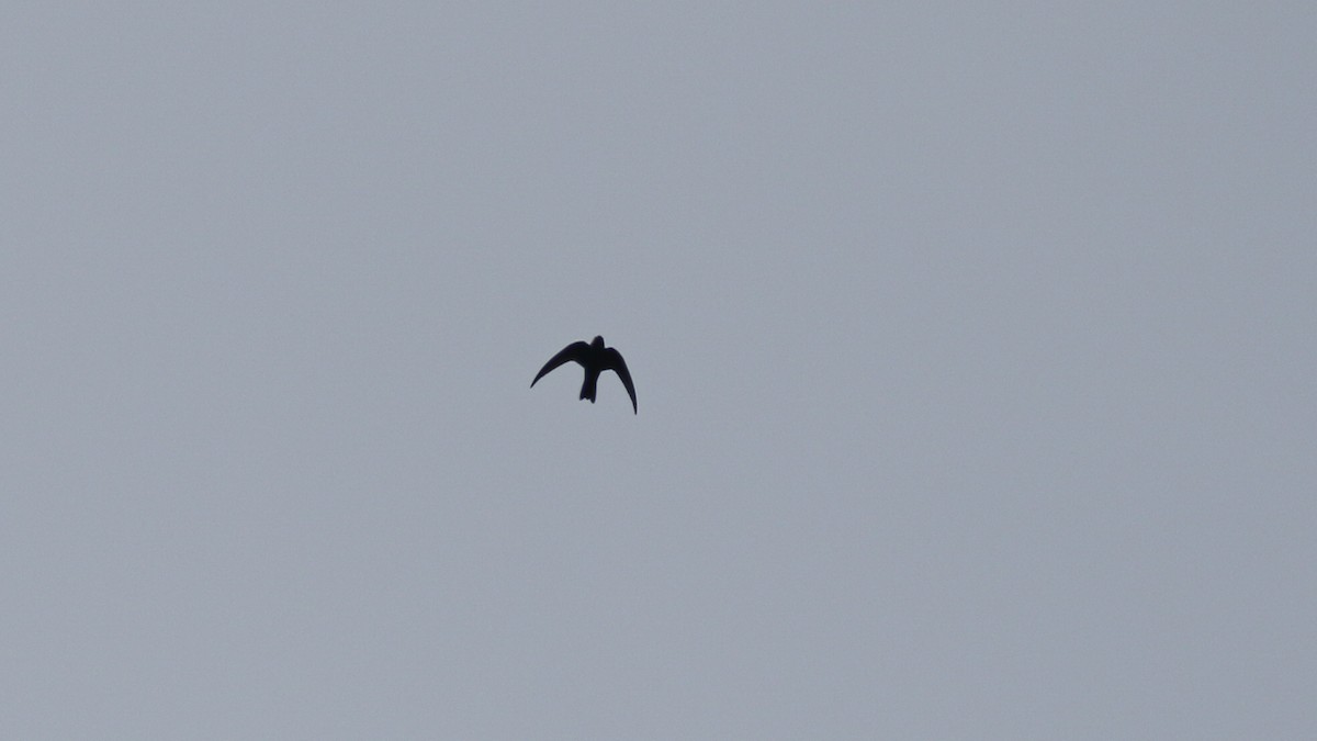 Black Swift - ML637429462