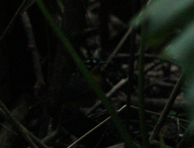 Fan-tailed Warbler - ML637429550