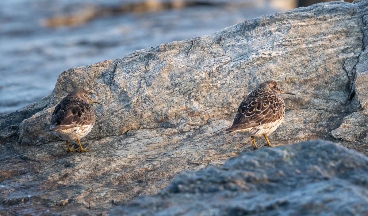 Purple Sandpiper - ML637429656