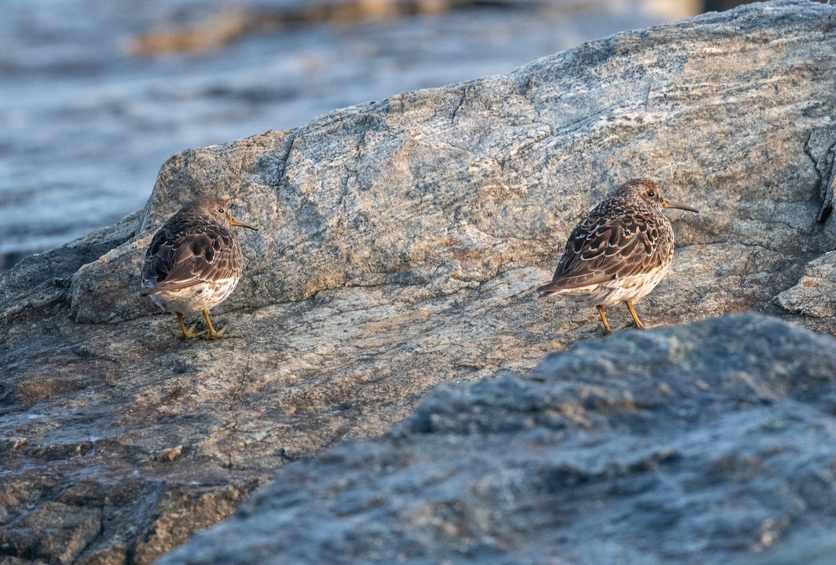 Purple Sandpiper - ML637429658