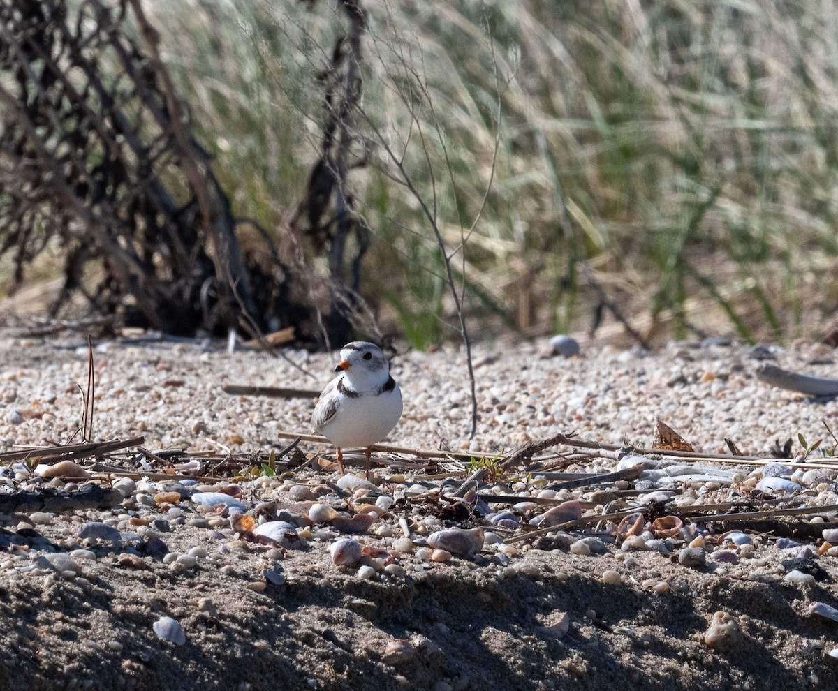 Piping Plover - ML637429737