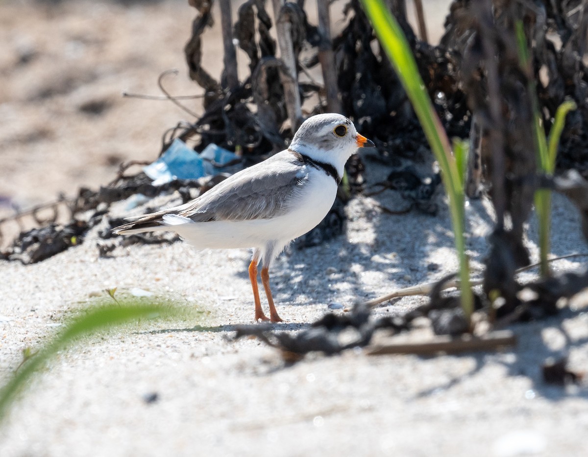 Piping Plover - ML637429738