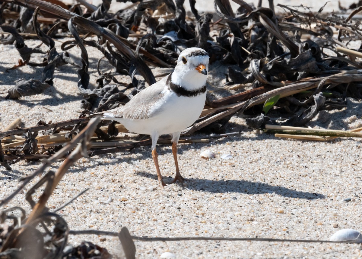 Piping Plover - ML637429739
