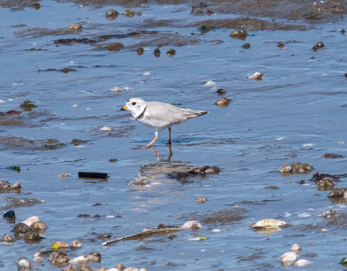 Piping Plover - ML637429740