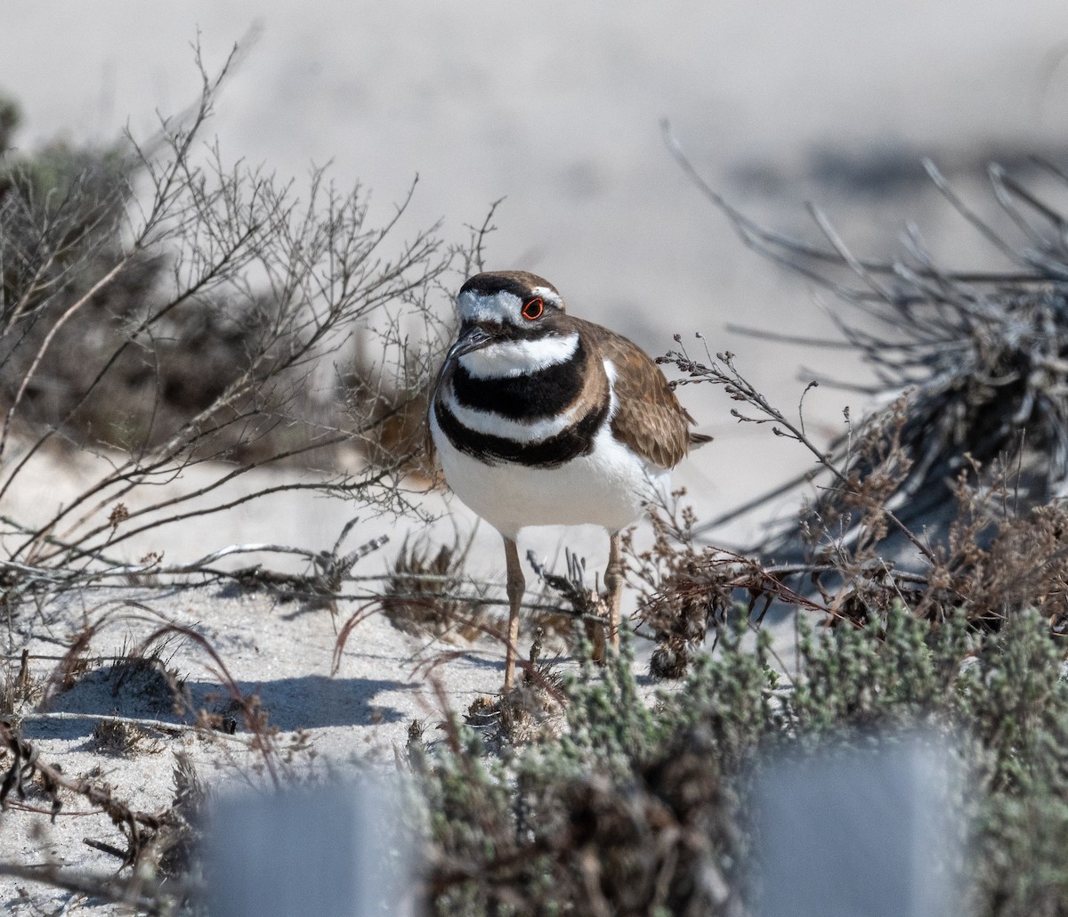 Killdeer - ML637429742