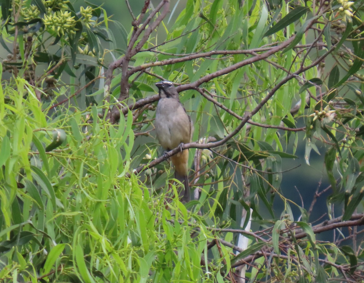 Olive-gray Saltator - ML637429875