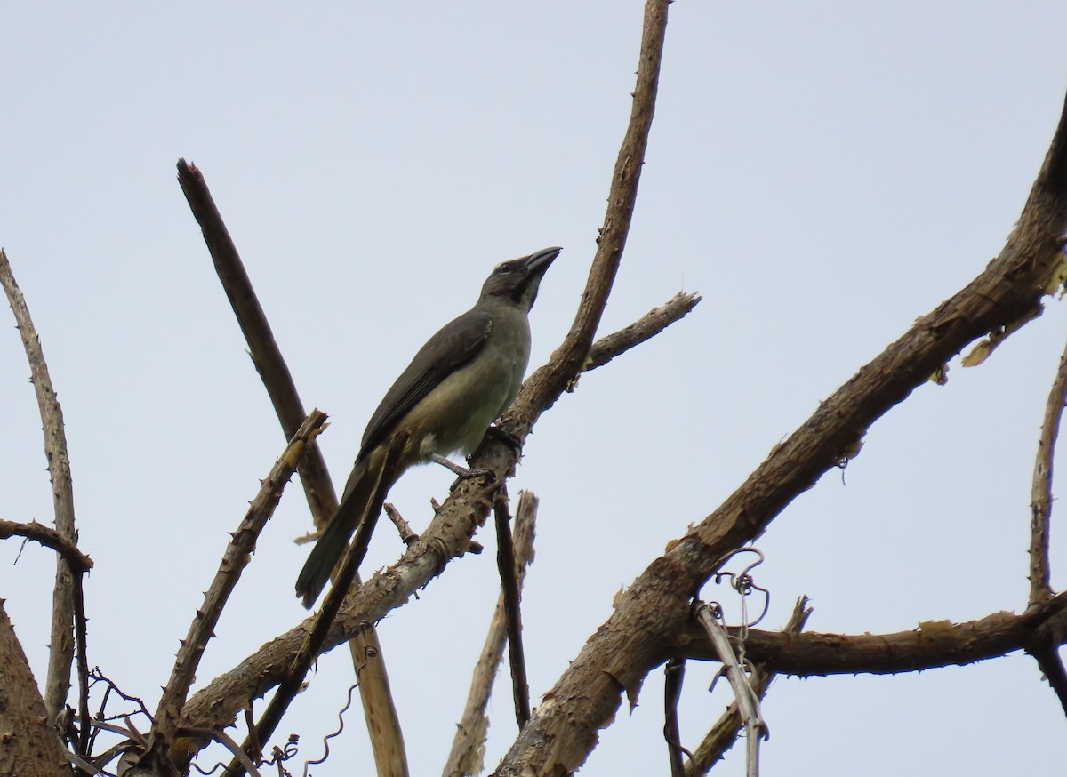 Olive-gray Saltator - ML637429876