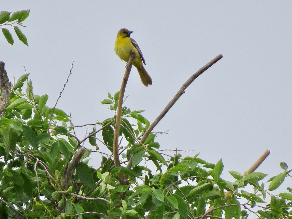 Orchard Oriole - ML637429931