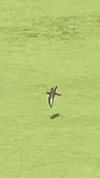 pisík americký - ML637429944