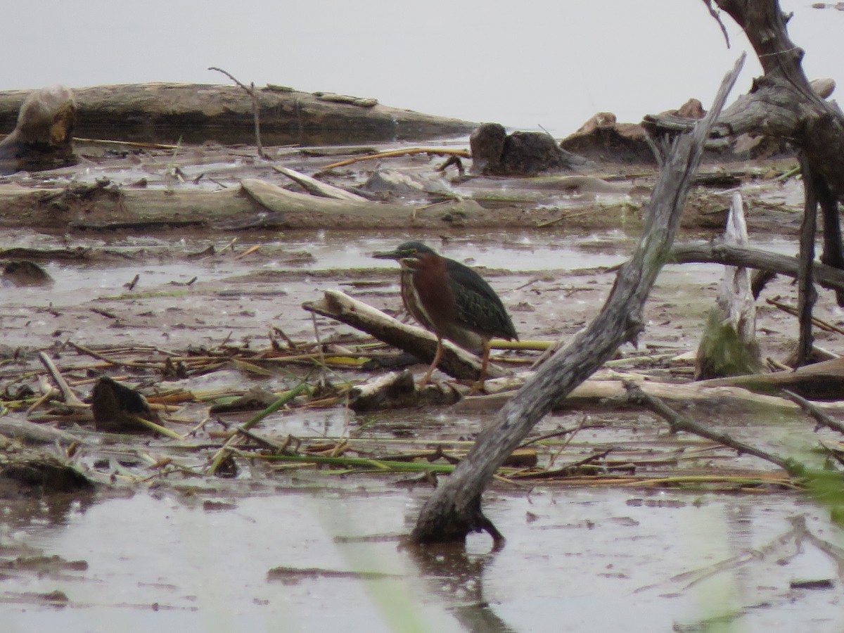 Green Heron - ML637429980