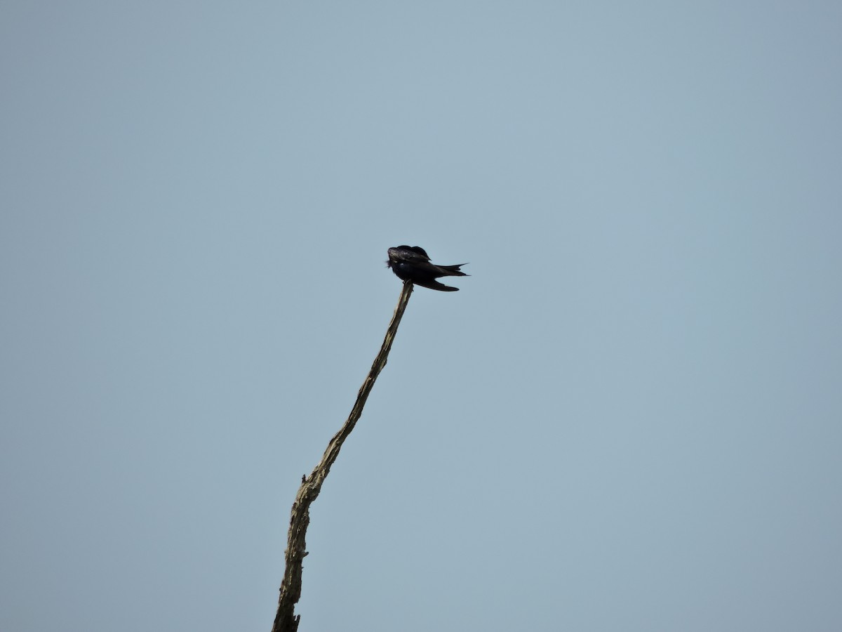 Purple Martin - ML637430094