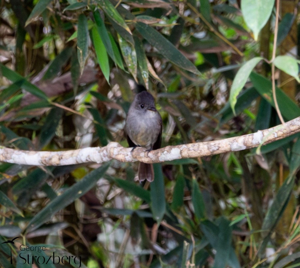 Southern Tropical Pewee - ML637430108