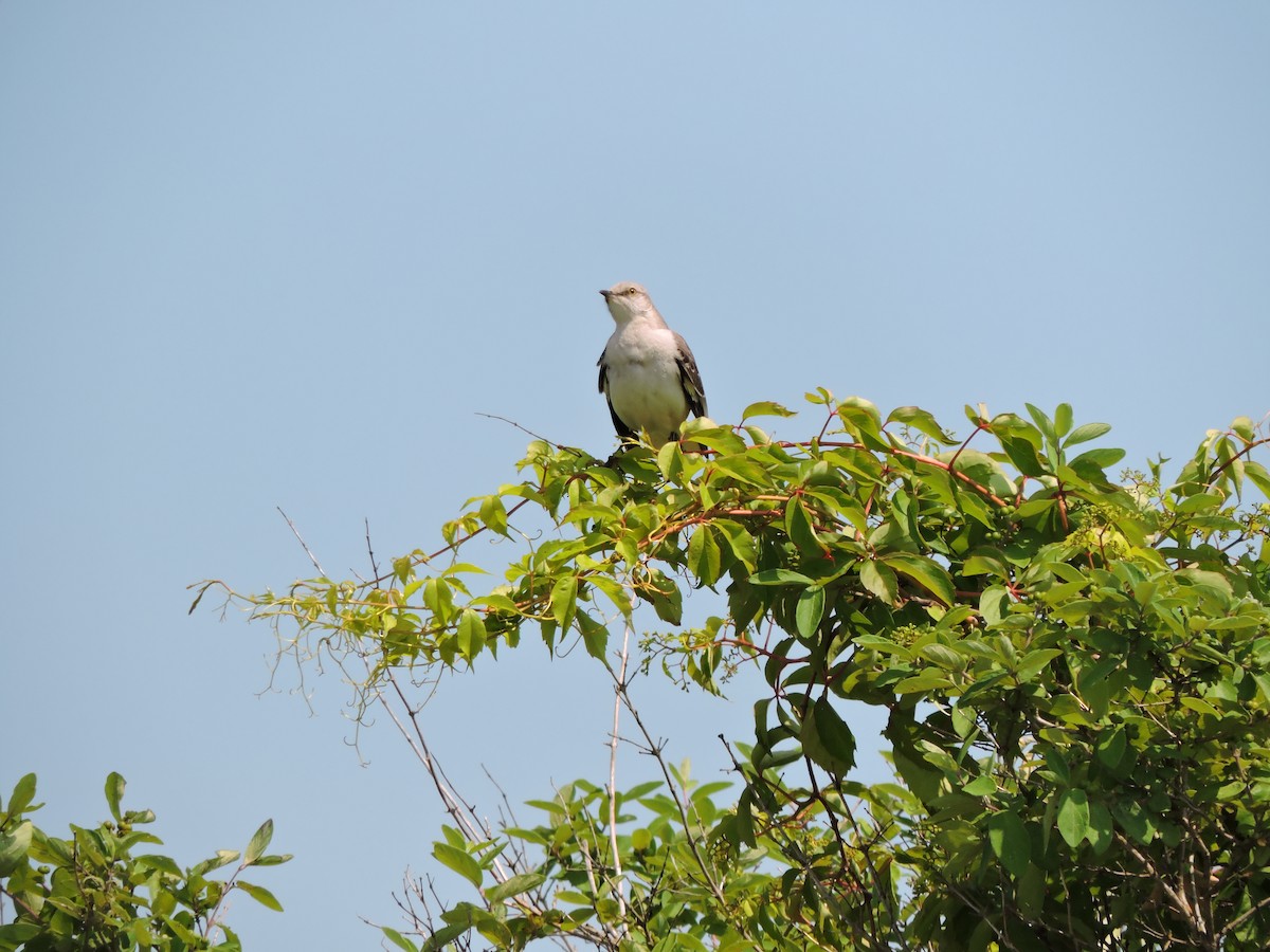 Northern Mockingbird - ML637430126