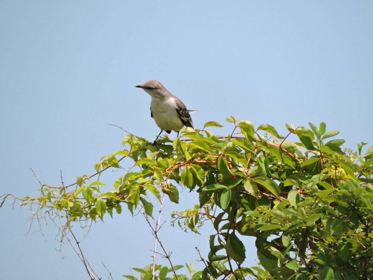 Northern Mockingbird - ML637430129