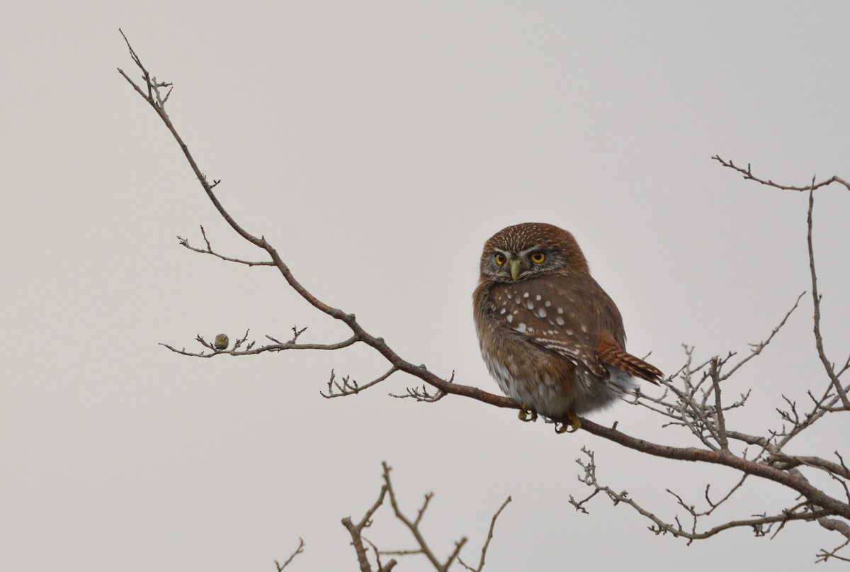 Austral Pygmy-Owl - ML637430172