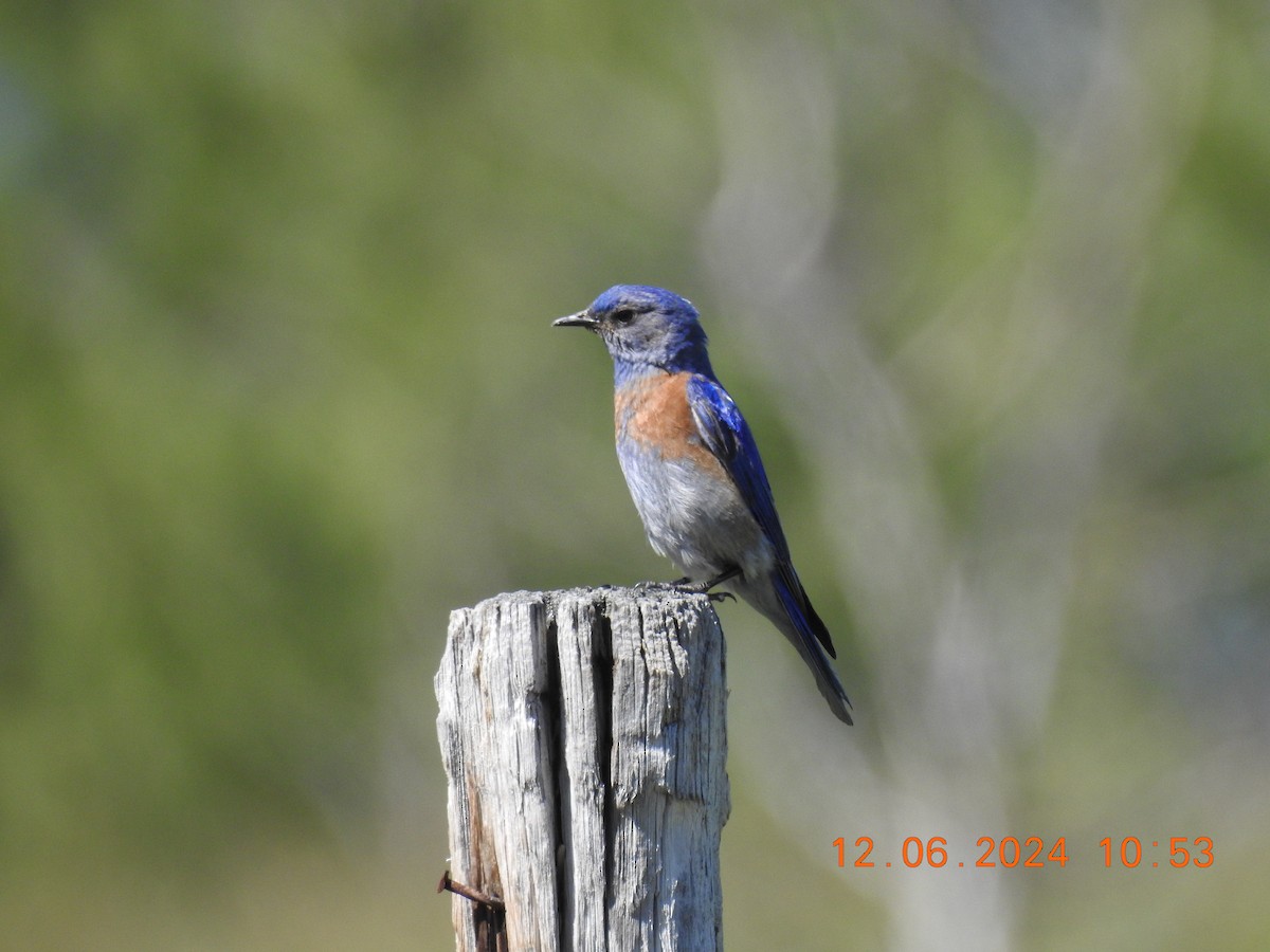 Western Bluebird - ML637430218