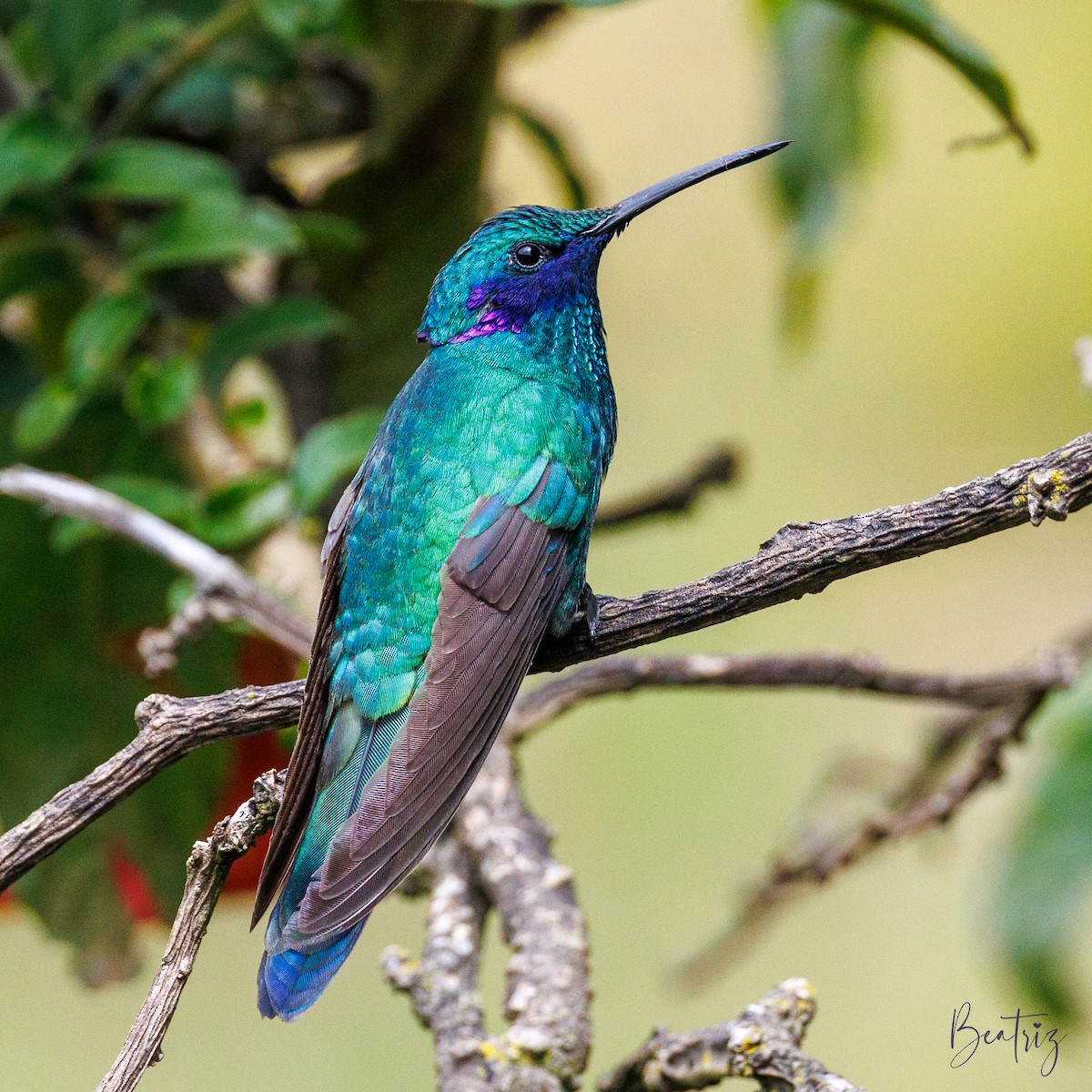 Sparkling Violetear - ML637430219