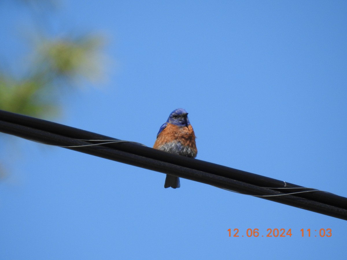 Western Bluebird - ML637430223