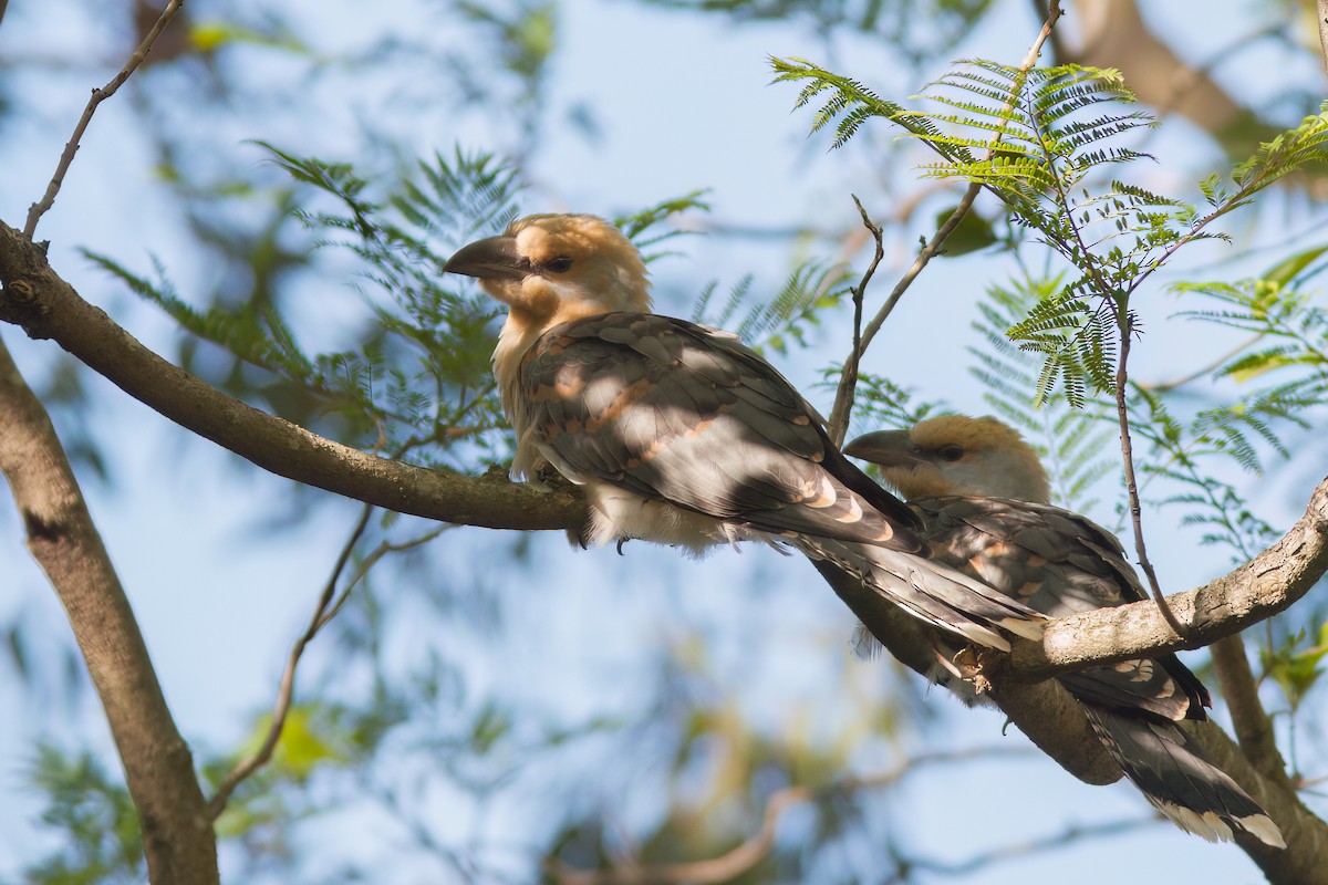 Channel-billed Cuckoo - ML637430225