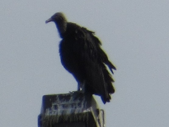 Black Vulture - ML637430226