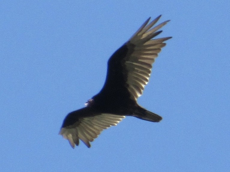 Turkey Vulture - ML637430230