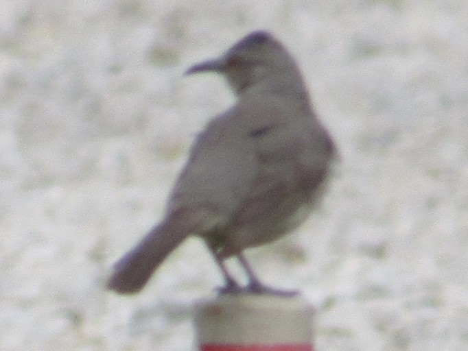 Curve-billed Thrasher - ML637430238