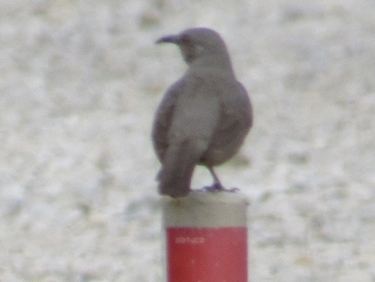 Curve-billed Thrasher - ML637430239