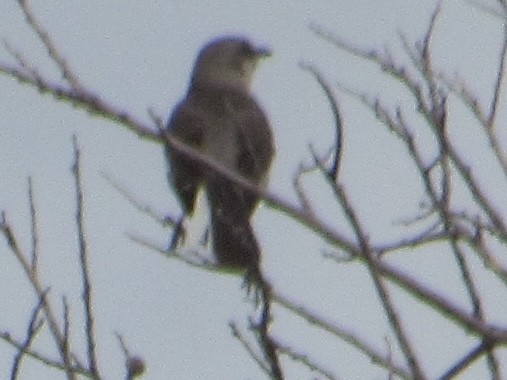 Northern Mockingbird - ML637430245