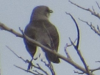 Northern Mockingbird - ML637430246