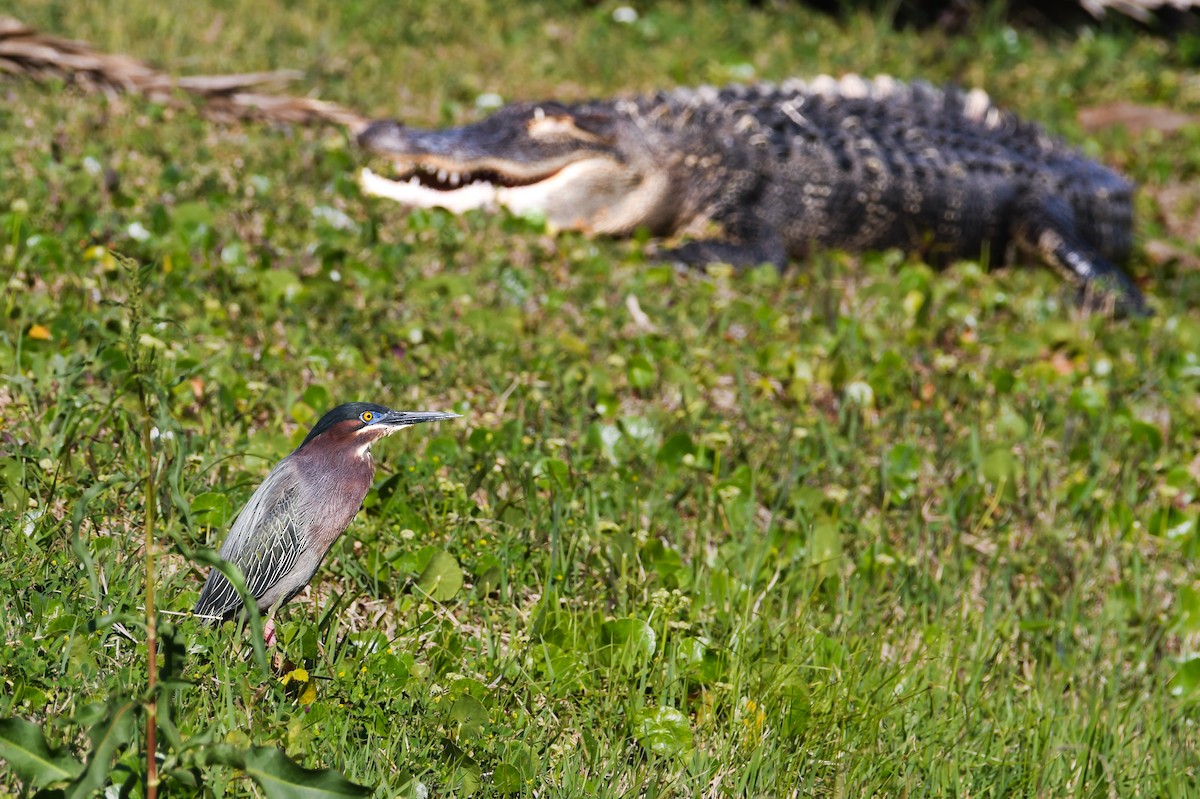 Green Heron - ML637430248