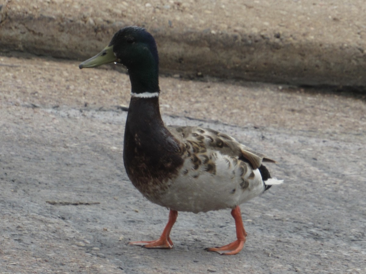 Mallard - ML637430288