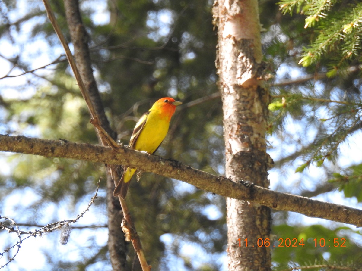 Western Tanager - ML637430330