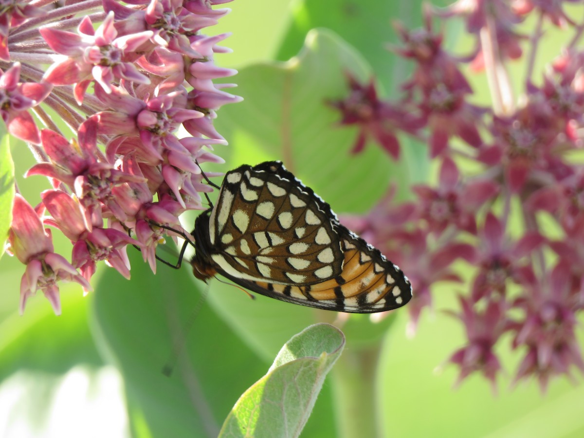 Insects - ML637430373