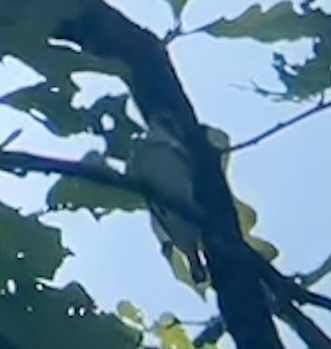 Cerulean Warbler - ML637430406