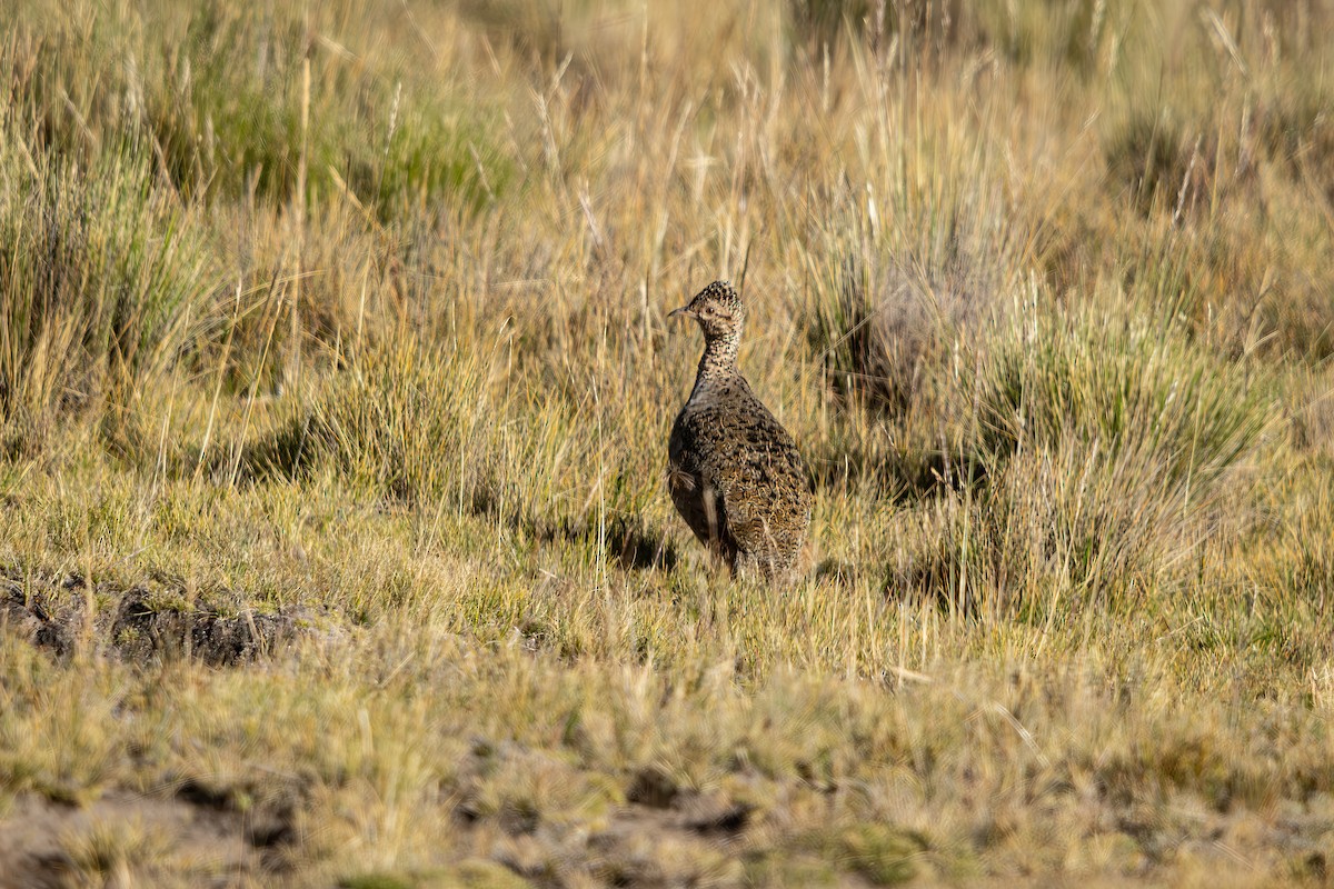 Ornate Tinamou - ML637430415
