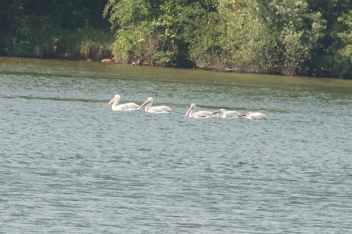 American White Pelican - ML637430418