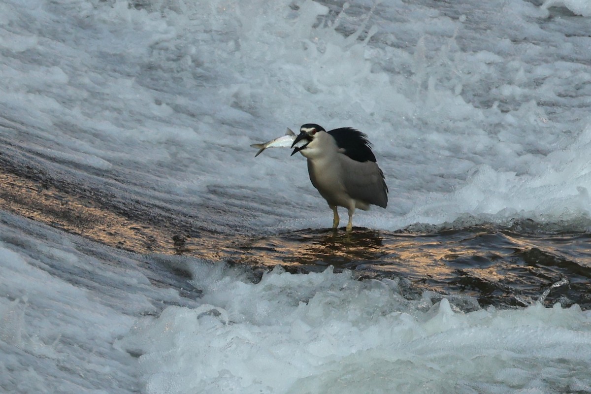 Black-crowned Night Heron - ML637430421