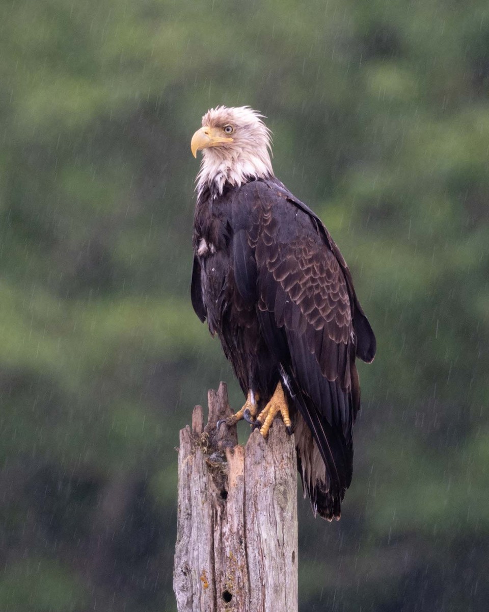 Bald Eagle - ML637430444