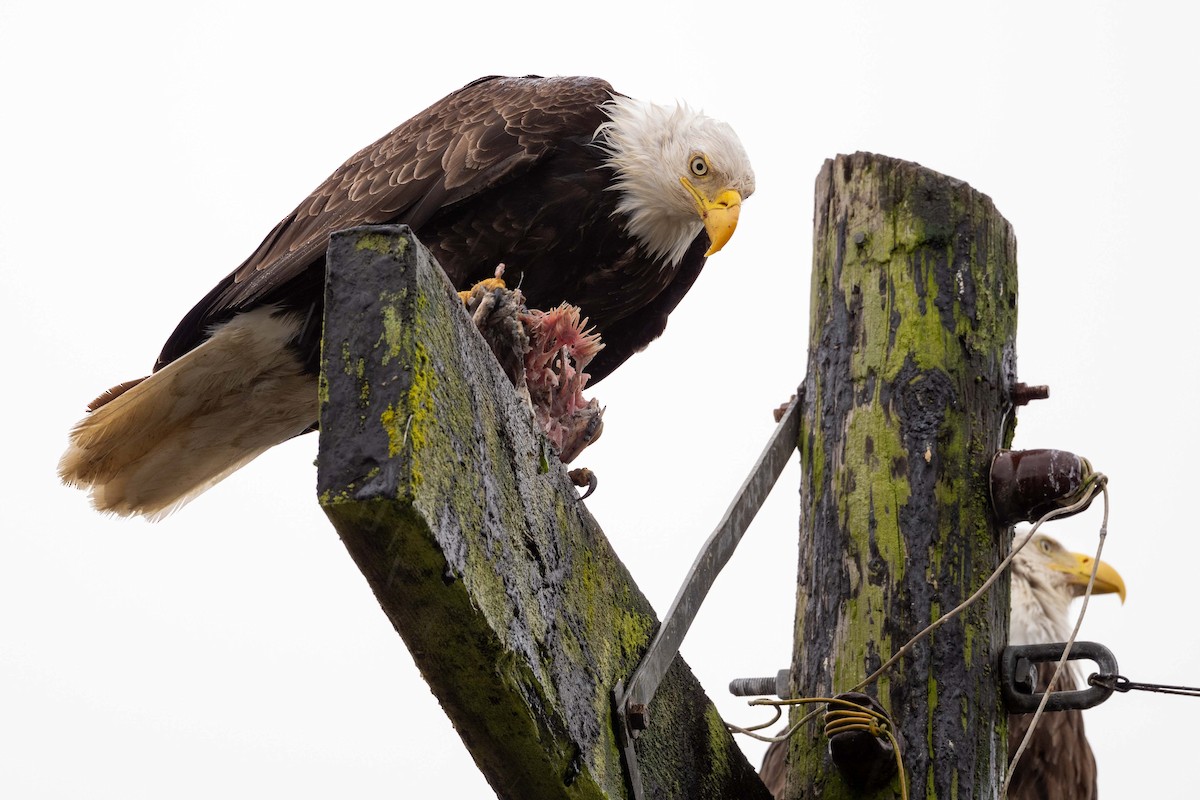 Bald Eagle - ML637430445