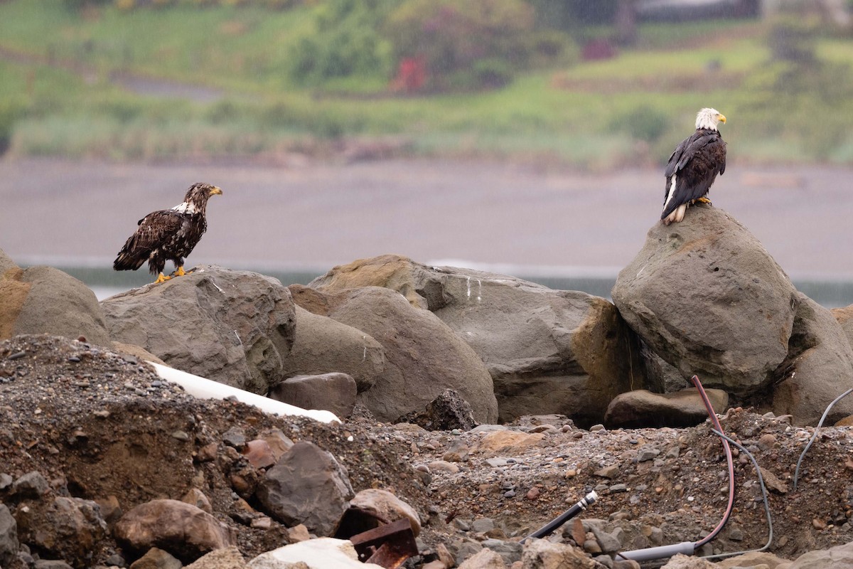 Bald Eagle - ML637430446